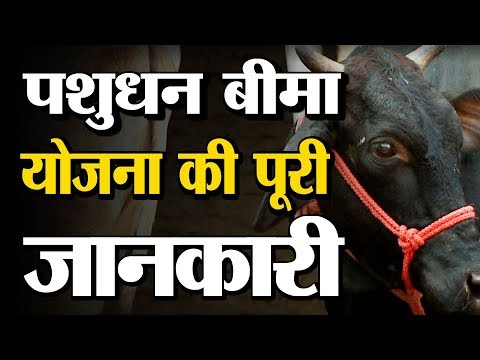 वीडियो: कुत्तों की क्या नस्लों बीमा करने के लिए मुश्किल हैं?