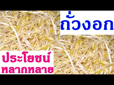 ถั่วงอก มีประโยชน์ต่อร่างกาย