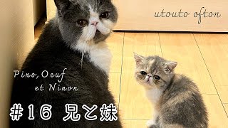 【３匹の暮らし】兄と妹  #エキゾチックショートヘア #子猫 #kitten #エキゾチックショートヘア by うとうとおふとん 15,601 views 1 year ago 3 minutes, 7 seconds