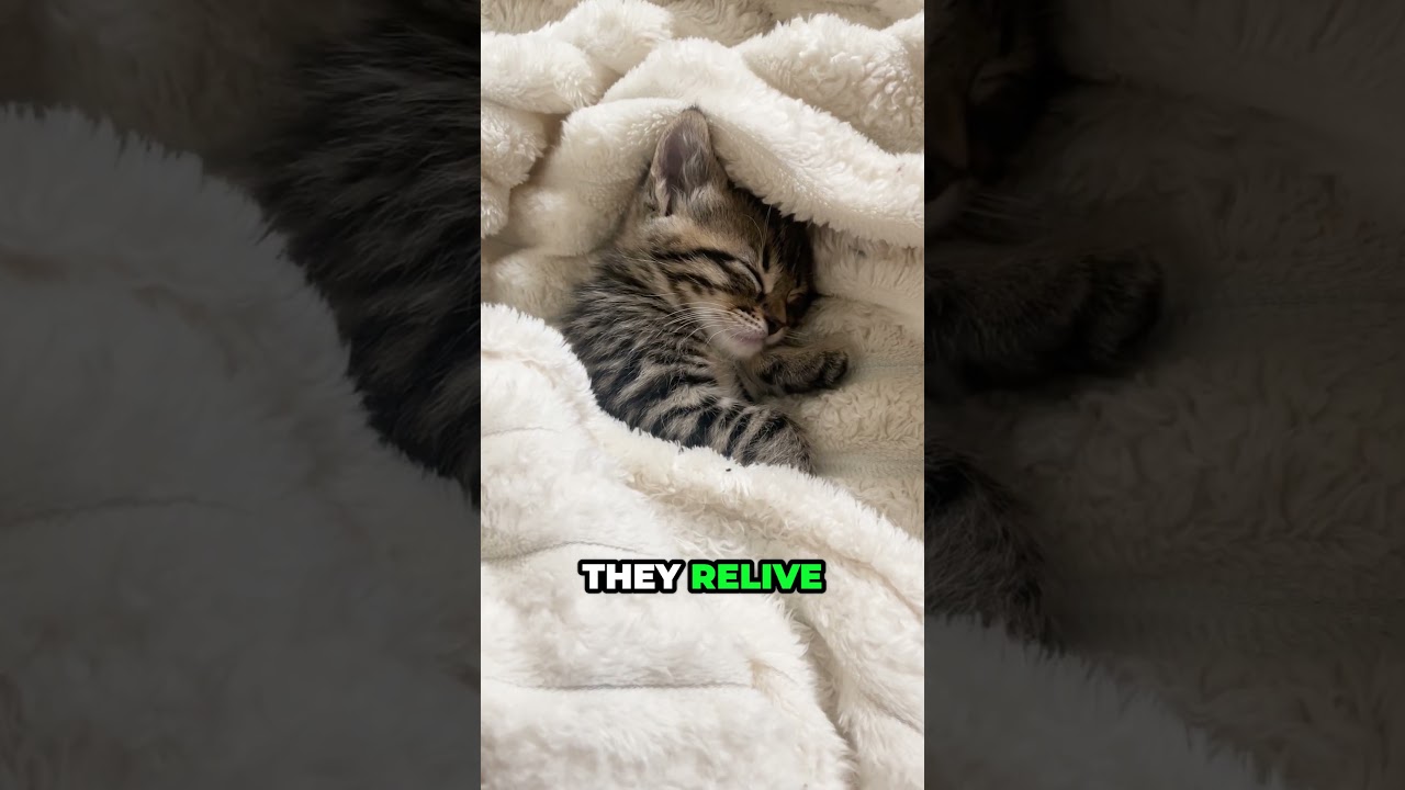 Did you KNOW WHY cats TWITCH in their sleep? 🐱💤