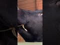 Friendly cow #cow #cuteanimals #farmlife #moo #chain #silly