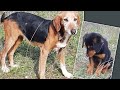 Mother dog and her puppy found abandoned up to the mountains. A young couple saved their life.