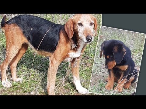 Mother dog and her puppy found abandoned up to the mountains. A young couple saved their life.