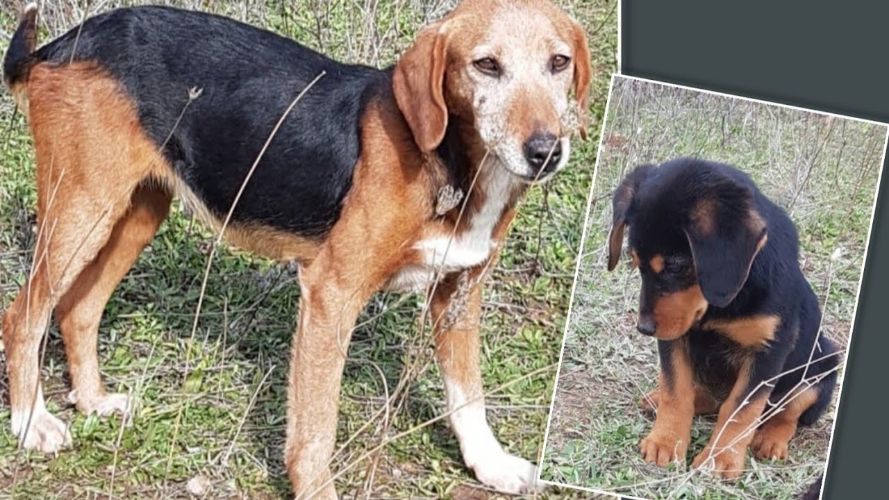 Mother dog and her puppy found abandoned up to the mountains. A young ...