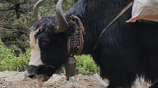 THIRSTY AND HARD WORKING YAKS | WILD,HAIRY YAKS OF EVEREST