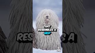 3 Fun Facts About The Puli Dogs #shorts #dogfacts #dogbreed #pulidogs #doglovers #caninecharm