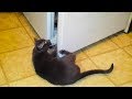 Clever cats opening fridges