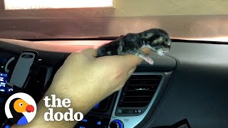 Tiny Shivering Kitten Gets Huge And Floofy | The Dodo Little But Fierce