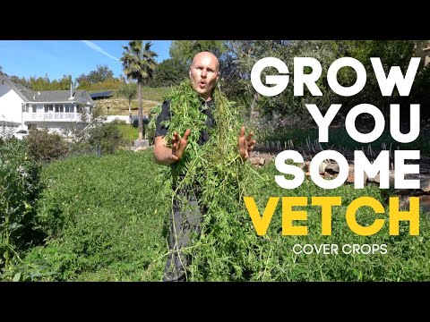 Video: Apa Itu Hairy Vetch - Tips Menumbuhkan Hairy Vetch Di Kebun