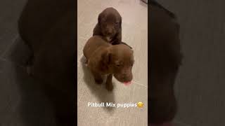 Pitbull & Pointer Mix puppies