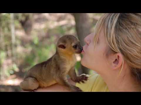 فيديو: و Kinkajou: حيوان الغابات المطيرة الاستوائية والحيوانات الأليفة الغريبة