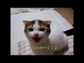 仔猫のクリュミさん【スコティッシュフォールド】