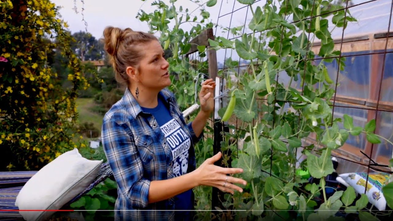 When to plant Sugar snap peas! YouTube