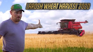 2020 LaRosh Wheat Harvest