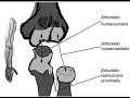 Kolay Anatomi: Articulatio cubiti (dirsek eklemi)