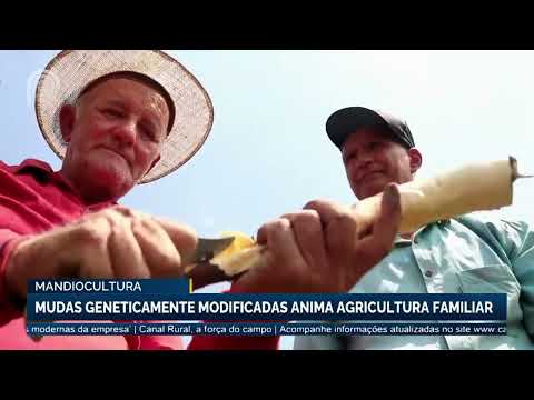 Mandiocultura: mudas geneticamente modificadas animam agricultura familiar | Canal Rural