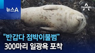 “반갑다 점박이물범”…300마리 일광욕 포착 | 뉴스A