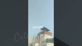 KlTE CUT GAYI😮 #kite #kiteflying #kitelooting #shortsfeed #shorts