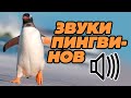 Звуки пингвинов: какие звуки издают пингвины?