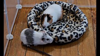 Krystal and Carmelita the Guinea Pigs