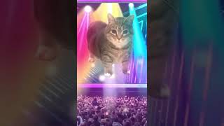 Leslie Wai - OlIAOIIA (Bass House Remix) #oiiaoiia #oiia #cat #remix #therockstarmusicofficial