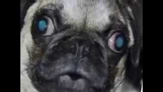 I'm a Pug! Woop - Morphing Pugs