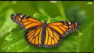 https   images app goo gl 5z7eoquhk4uBNekt6 turn link image to butterfly c6de07