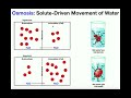 Osmosis and Solutions Quiz
