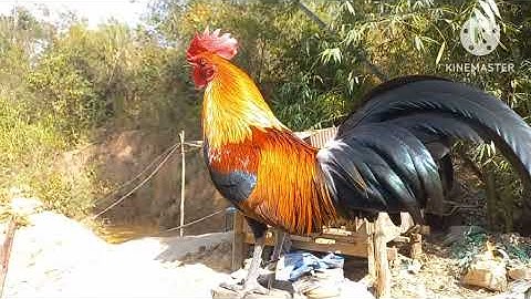 Saib qaib dib ua kes nawb 