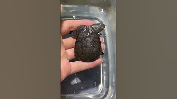 rùa cổ rắn sz 5+ 1tr800