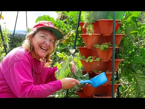 preparing-vegetable-garden-for-spring-composting-in-place-setting-up-strawberry-tower