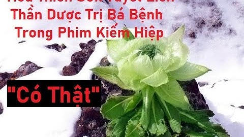 Hoa Thiên Sơn Tuyết Liên - Thần Dược Trị Bá Bệnh Trong Phim Kiếm Hiệp Là Có Thật