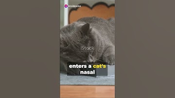 Why Do Cats Love Catnip? 🌿 The Science Behind the Feline Frenzy! #catsofyoutube #catlovers #catfacts