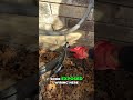 DFW Attic Inspection: Exposed Wiring and Rodent Entry Points
