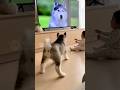 赤ちゃんと怒るわんこ🐶　angry dog and Baby #japan #cute #ai #baby #kawaii #かわいい　#犬　#dog #残念そうな顔 #funny #dance