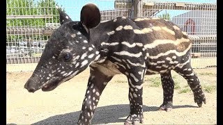 鼻を ひくひく マレーバクの赤ちゃん公開 東武動物公園 Youtube