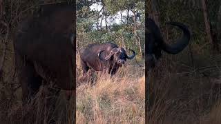 Buffalo - Big5? #shorts  #reel #buffalo #inyati