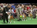 Westminster 2012 Boxers.mp4