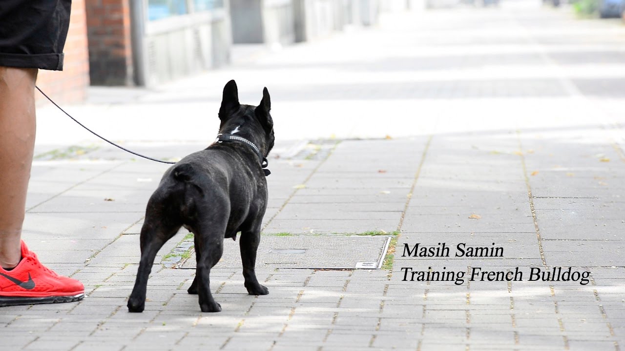 Training mit einer aggressiven Französischen Bulldogge