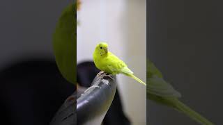 Funny Parrots Being Silly 🤪 #CuteBirds #BirdsDaily