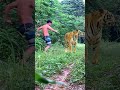 nice flowers tiger legend #tiger #lionhunters #animals #wildlife #shortvideo #shortshorts #shorts