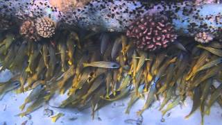 2014 Maldives 230211 Coral Fish At Water Pumping Station