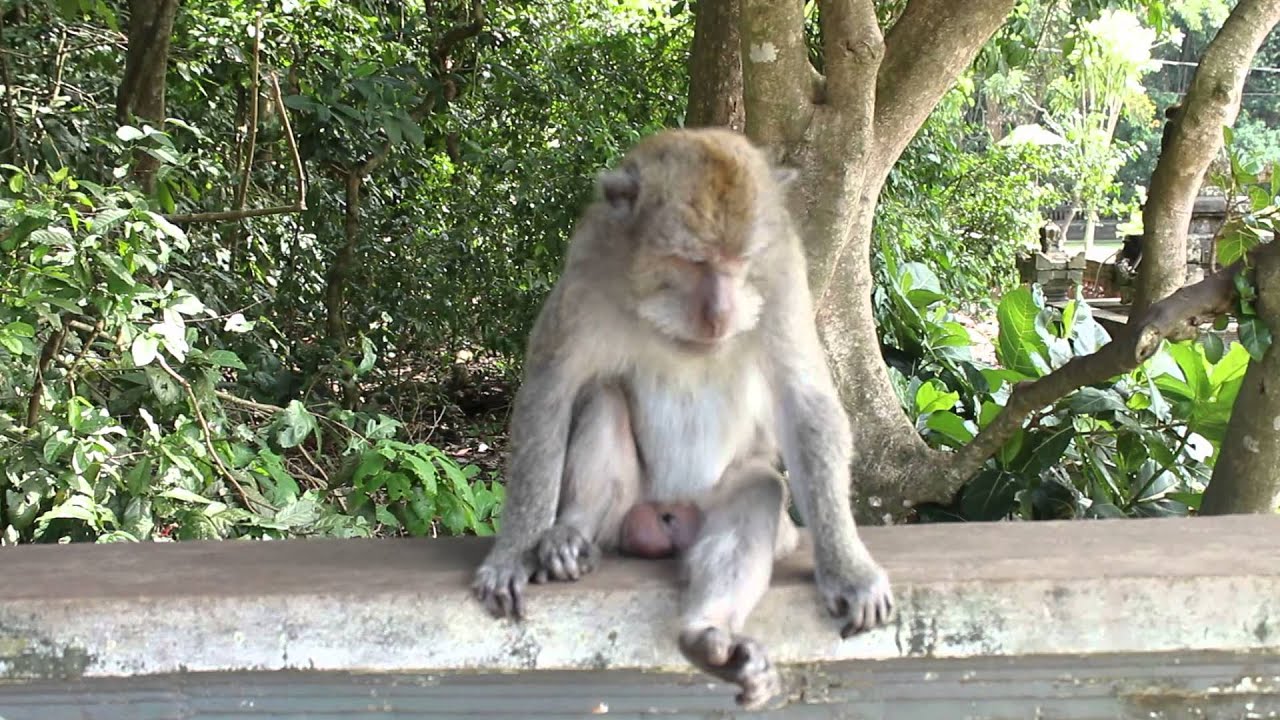 Bali - Ubud Monkey Temple (HD)