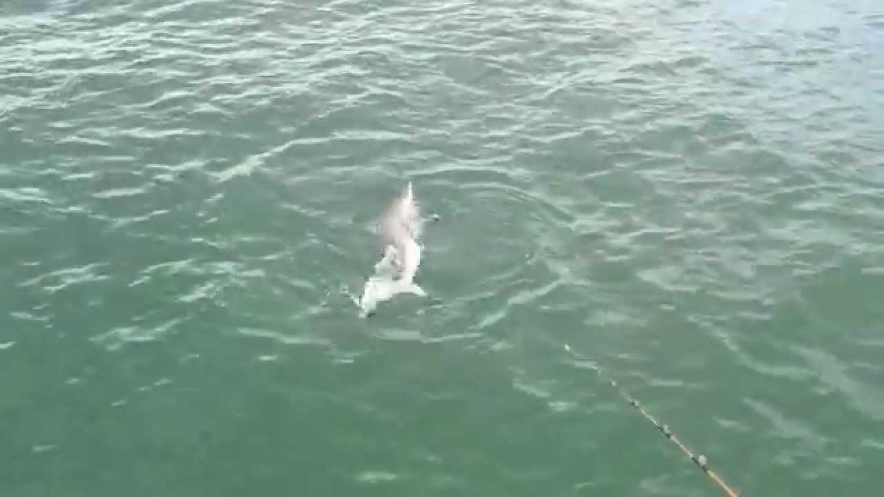 Shark Fishing Galveston YouTube