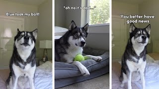 My Husky Gets Mad His Brother Took His Ball (he SPEAKS!)