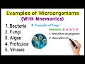Examples of microorganisms with mnemonics  bacteria  fungi  algae  protozoa  viruses 