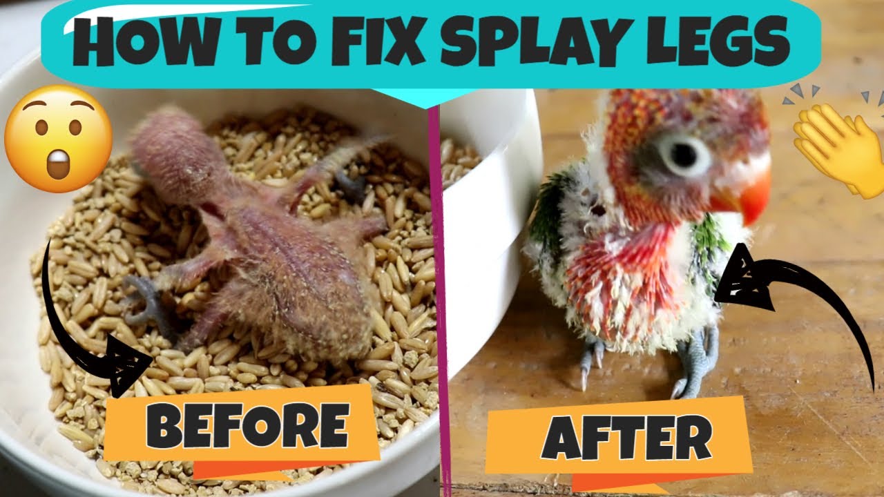 HOW TO FIX SPLAY LEGS IN BIRDS - PAANO AYUSIN ANG SPLAYED LEGS NG IBON ...