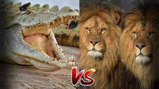 Львы против Крокодила БИТВА ХИЩНИКОВ кто одержит победу