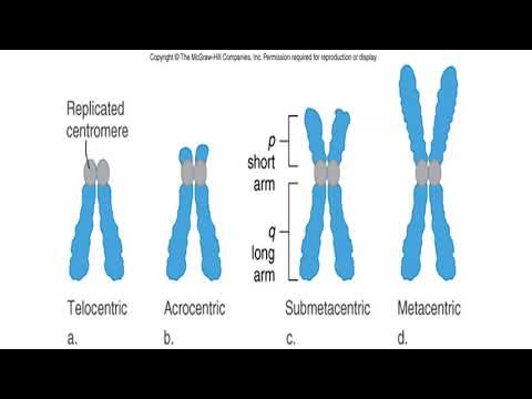 Video: Perbedaan Antara Karyotype Dan Idiogram