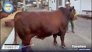 El Cerrito Beefmaster - Toretes Beefmaster